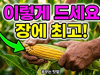 장에 최고 순차적으로 수확..