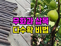 무화과 삽목에서 수확까자..