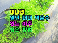 미나리 일년 내내 먹을수 ..