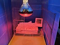 병아리 부화기 만들었어요..