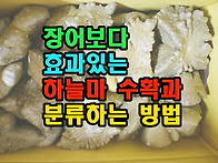 장어보다 효과있는 하늘마..