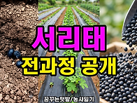 서리태 파종에서 타작까지..