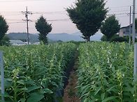 오늘의 참깨밭