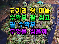 코끼리마늘 수확후 팥심고..