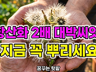 황산화 2배 대박씨앗 지금..