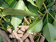 황칠나무잎잔가지판매