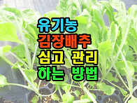 유기농 김장배추 심고 관리..