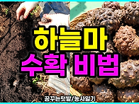 하늘마 파종에서 수확까지..