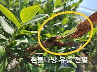 흰불나방 한방에 잡습니다