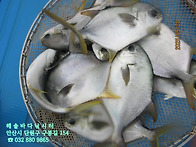 해솔바다낚시터 2..