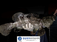 정성바다낚시터 8..