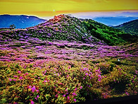 황매산의 철죽