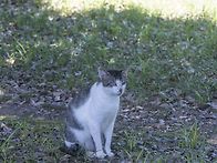 고양이