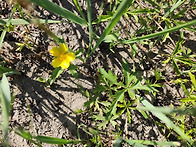 Potentilla flagell..