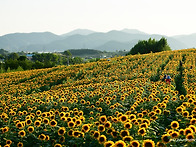 강주 해바라기마을