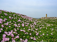 갯메꽃