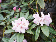 장관만병초(Rhododendr..