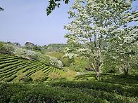 봇재녹차밭