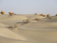 호양나무(Populus eup..