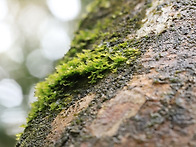 무성아리본이끼