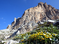 Lotus alpinus