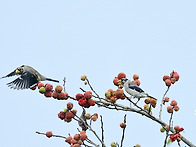 밀화부리