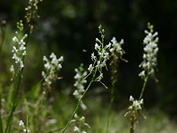 잠자리난초