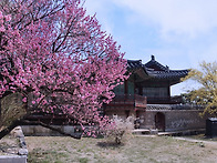 창경궁 매화와홍매화