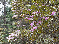 루비기노숨만병초(Rhodo..