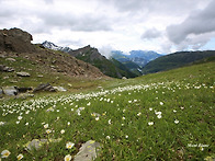 화이트 크로커스