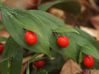 Ruscus hypoglossum