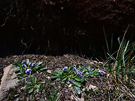 Viola thianschanic..