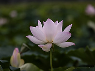 연꽃