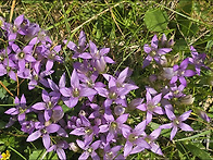 Gentianella anisod..