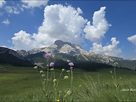 Knautia longifolia