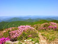 철쭉 (천황산)