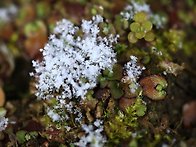 김삿갓우산이끼