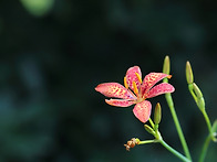 범부채