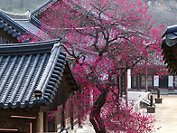 매화나무 (화엄매)