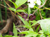 흑패모 Fritillaria c..