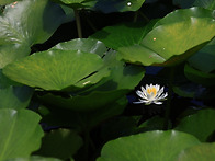 수련