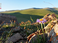 고산개미취(Aster alpi..