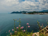 돌부추