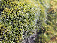 흰털고깔바위이끼