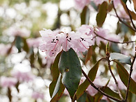 유룡만병초(Rhododendr..