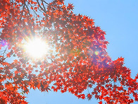단풍2