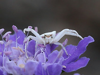 흰살받이게거미(암컷)