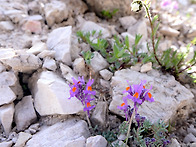 고산해란초(Linaria al..