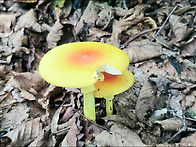 달걀광대버섯