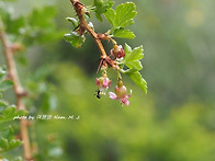 까치밥나무속 Ribes ac..